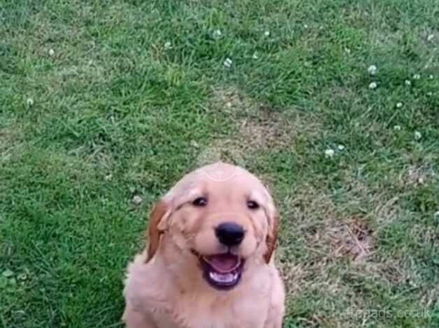 Chunky golden retriever puppies for sale in Newnham, Gloucestershire - Image 5