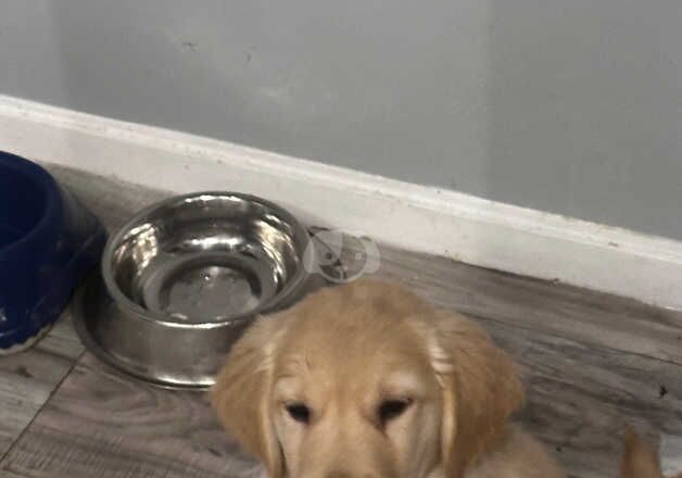 Chunky last few remaining golden retrievers pups for sale in Sale, Greater Manchester