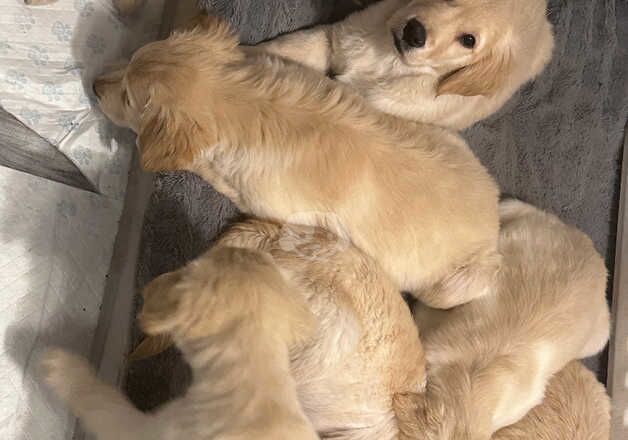 Golden Retrievers for sale in Sale, Greater Manchester