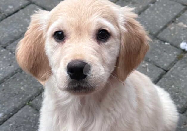 Chunky last few remaining golden retrievers pups for sale in Sale, Greater Manchester - Image 3