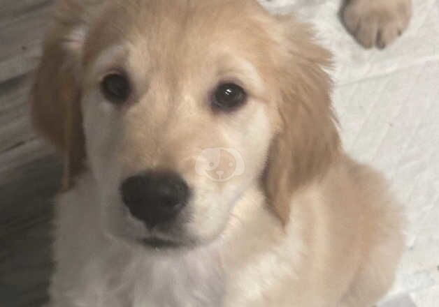 Golden Retriever Puppies for sale