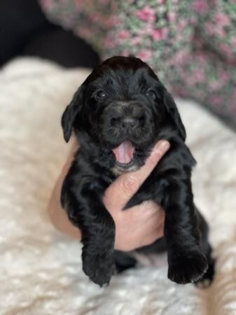 Cocker spaniel 1 girl remaining for sale in Walsall, West Midlands