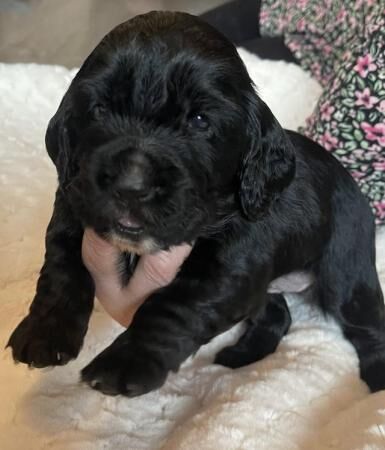Cocker spaniel 1 girl remaining for sale in Walsall, West Midlands - Image 3