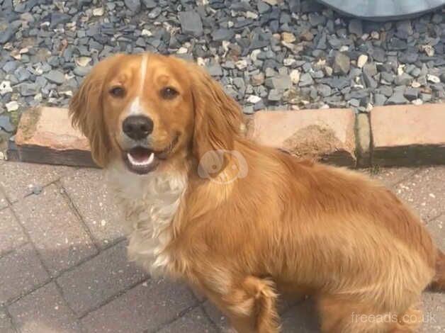 Cocker spaniel Male KC registered for sale in Holsworthy, Devon