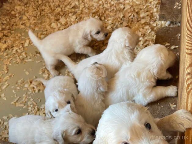 Cream Golden Retriever Puppies for sale in Wickford, Essex