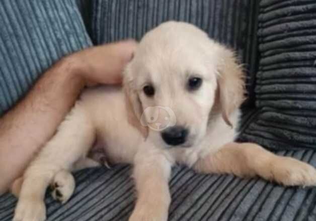 Cute Golden retrievers puppies for sale! for sale in Smethwick, West Midlands