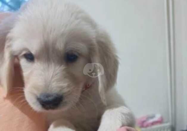 Cute Golden retrievers puppies for sale! for sale in Smethwick, West Midlands - Image 2