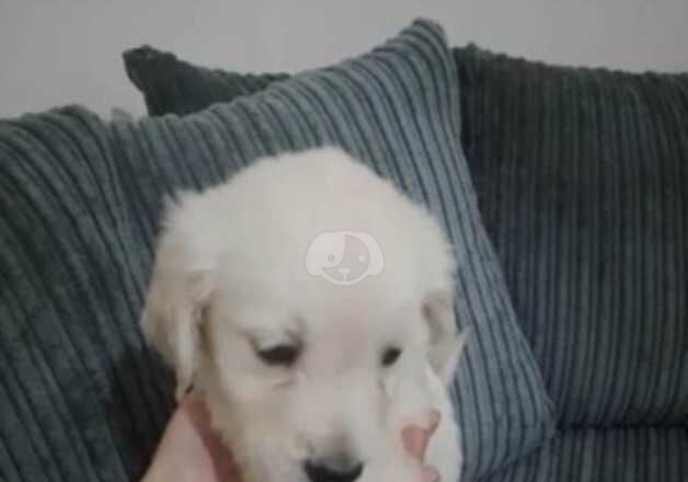 Cute Golden retrievers puppies for sale! for sale in Smethwick, West Midlands - Image 4