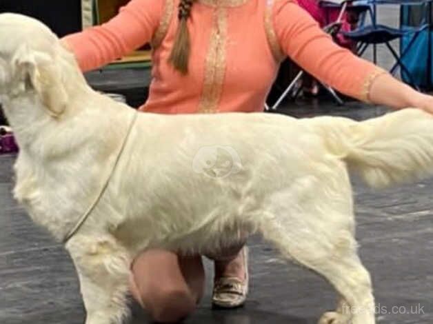 Golden Retrievers for sale in Middlesbrough, North Yorkshire