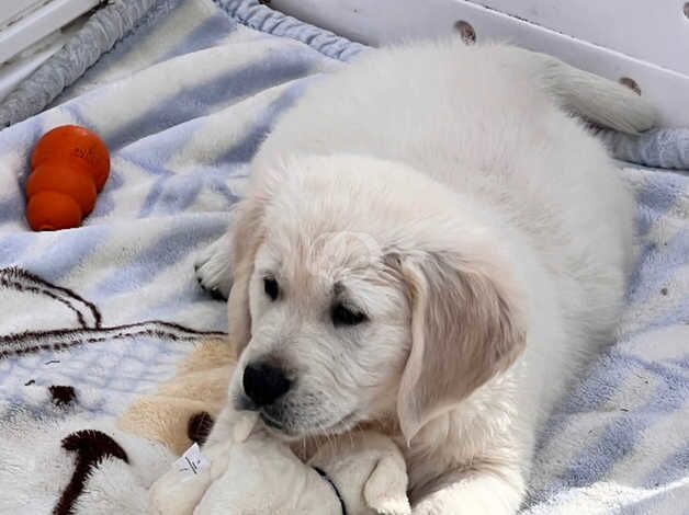 Golden Retriever Puppies for sale in North Yorkshire