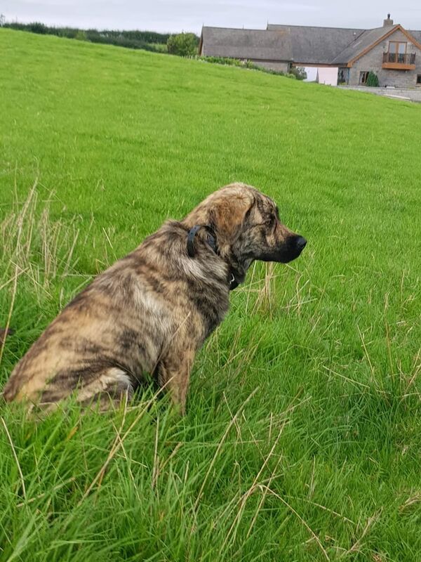 Dog for sale in Newry, County Armagh - Image 3