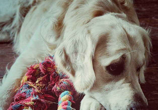 Golden Retrievers for sale in Buckfastleigh, Devon