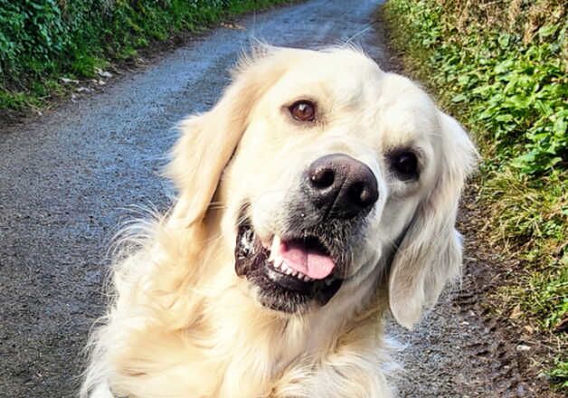 English cream retriever male for sale in Buckfastleigh, Devon - Image 4