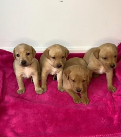 Excellent Golden/Black Labrador Puppies KC Registered for sale in Leeds, West Yorkshire - Image 1