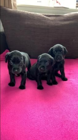 Excellent Golden/Black Labrador Puppies KC Registered for sale in Leeds, West Yorkshire - Image 2