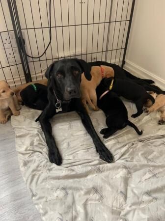 Excellent Golden/Black Labrador Puppies KC Registered for sale in Leeds, West Yorkshire - Image 3