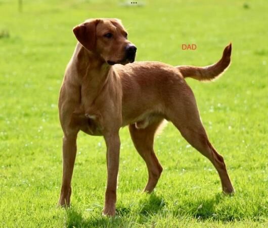 Excellent Golden/Black Labrador Puppies KC Registered for sale in Leeds, West Yorkshire - Image 4