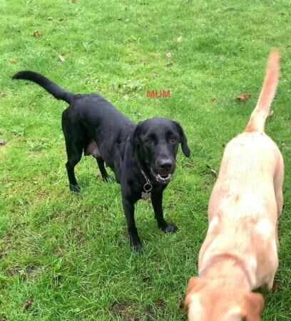 Excellent Golden/Black Labrador Puppies KC Registered for sale in Leeds, West Yorkshire - Image 5