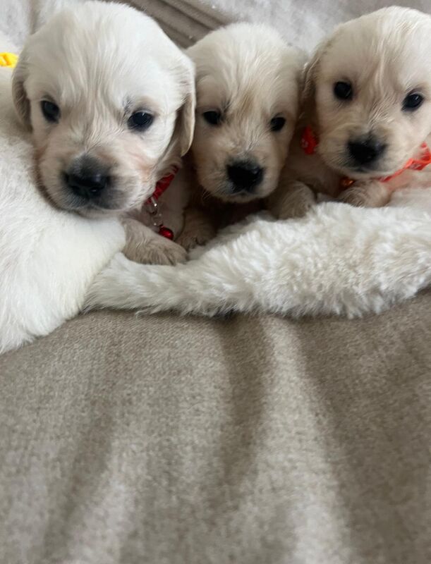 Excellent Health Scored Kc Registered Golden Retriever Puppies for sale in Yarm, County Durham - Image 3