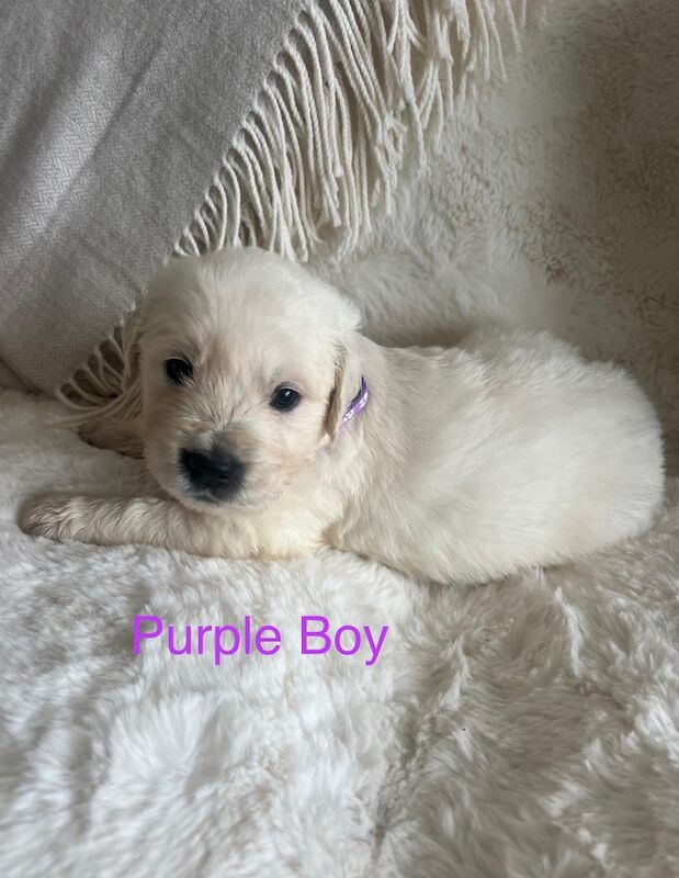 Excellent Health Scored Kc Registered Golden Retriever Puppies for sale in Yarm, County Durham - Image 7