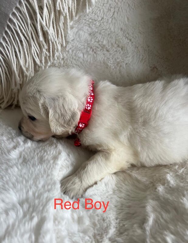 Excellent Health Scored Kc Registered Golden Retriever Puppies for sale in Yarm, County Durham - Image 9