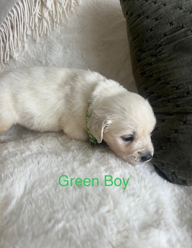 Excellent Health Scored Kc Registered Golden Retriever Puppies for sale in Yarm, County Durham - Image 11