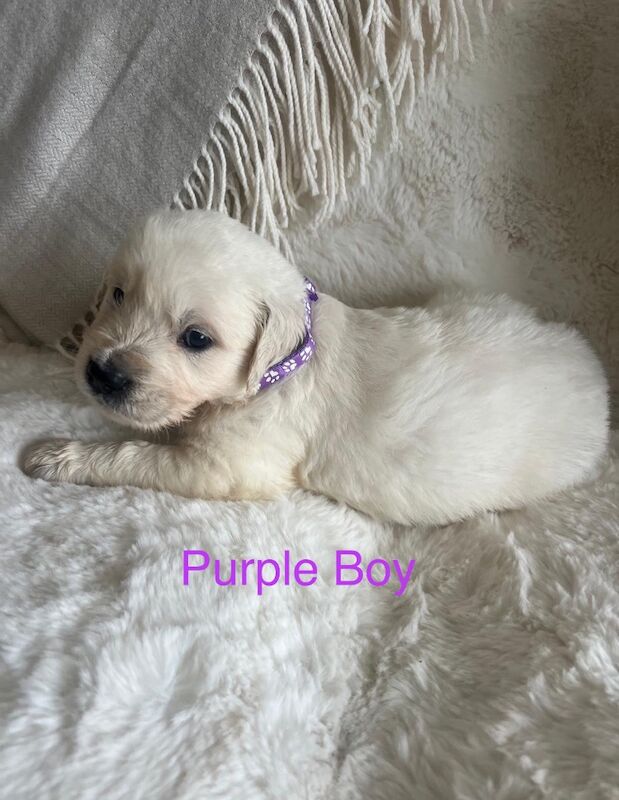 Excellent Health Scored Kc Registered Golden Retriever Puppies for sale in Yarm, County Durham - Image 12