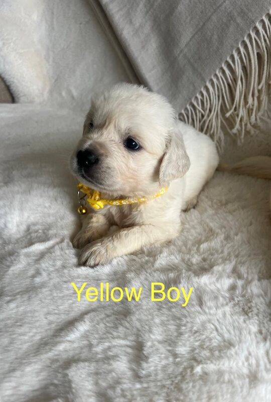 Excellent Health Scored Kc Registered Golden Retriever Puppies for sale in Yarm, County Durham - Image 13