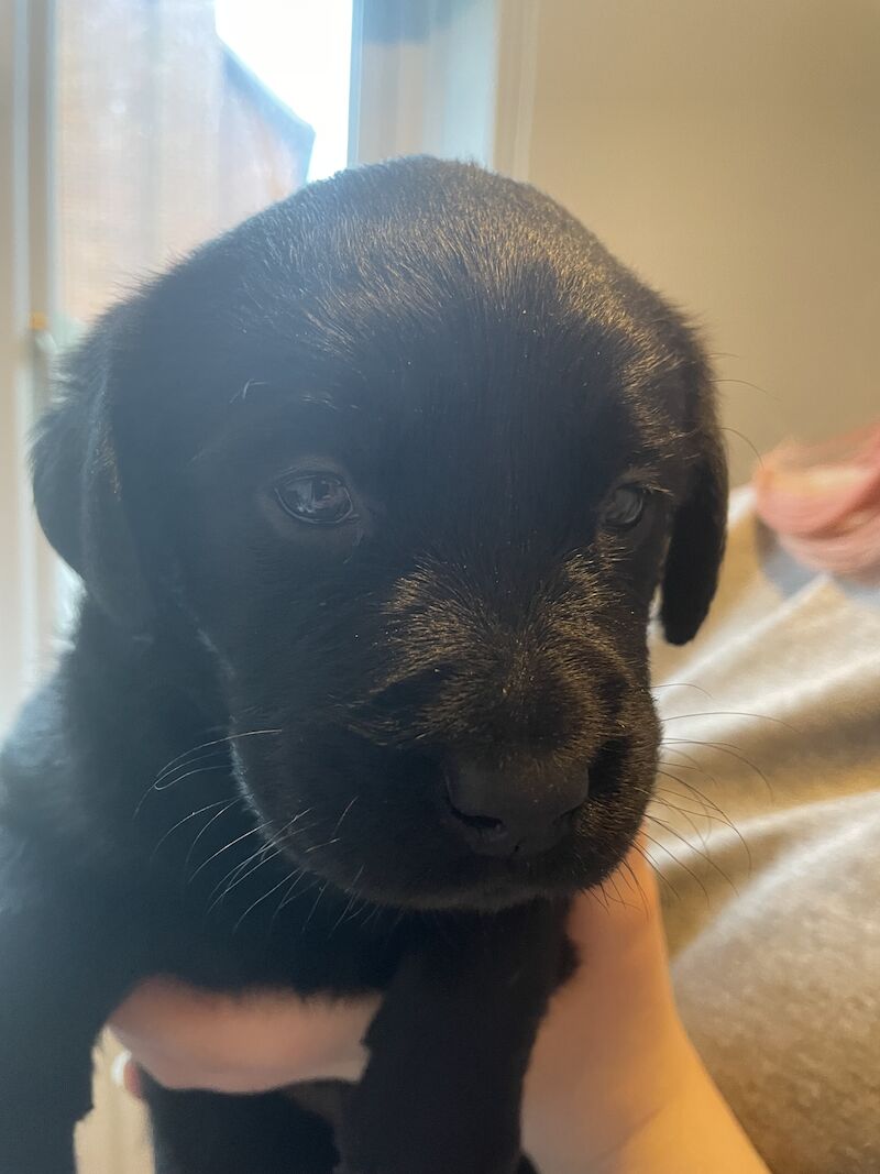 Extensively health tested Goldador puppies for sale in March, Cambridgeshire - Image 5