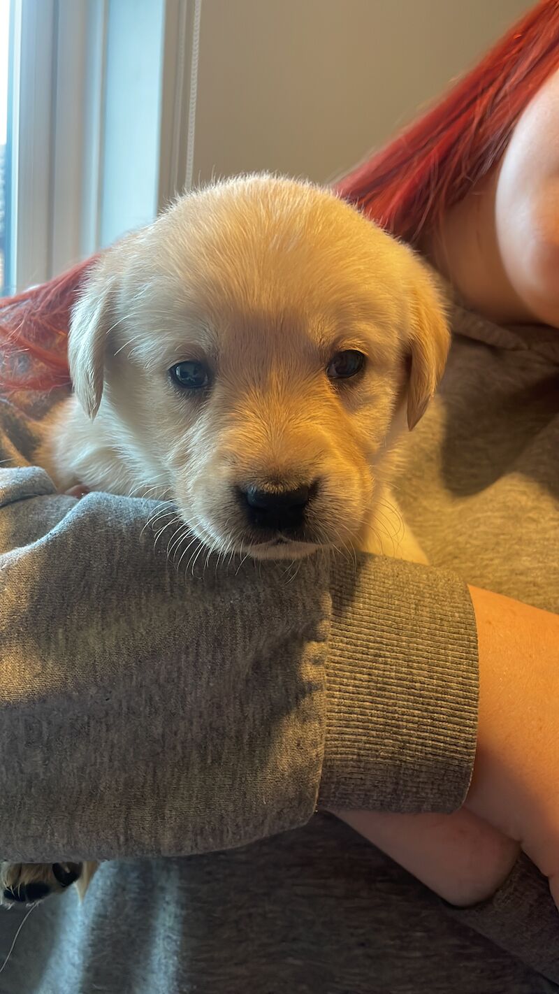 Extensively health tested Goldador puppies for sale in March, Cambridgeshire - Image 7