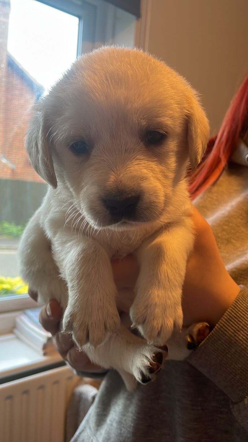 Extensively health tested Goldador puppies for sale in March, Cambridgeshire - Image 8