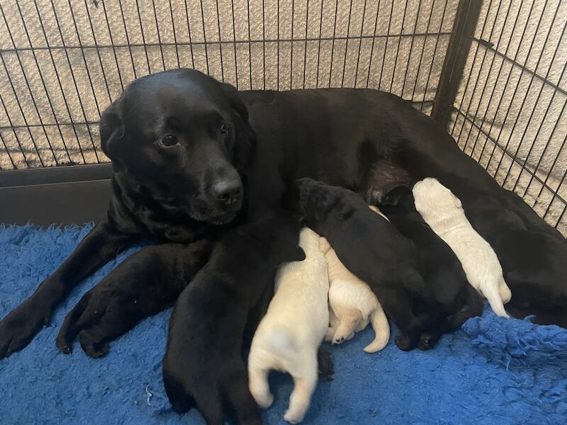 Extensively health tested Goldador puppies for sale in March, Cambridgeshire - Image 9