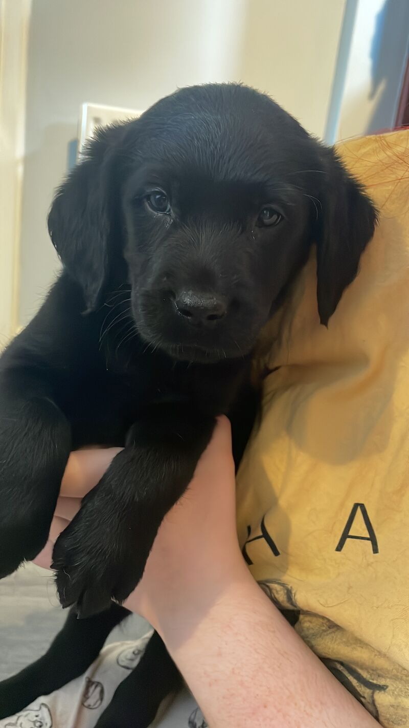 Extensively health tested Goldador puppies for sale in March, Cambridgeshire - Image 10