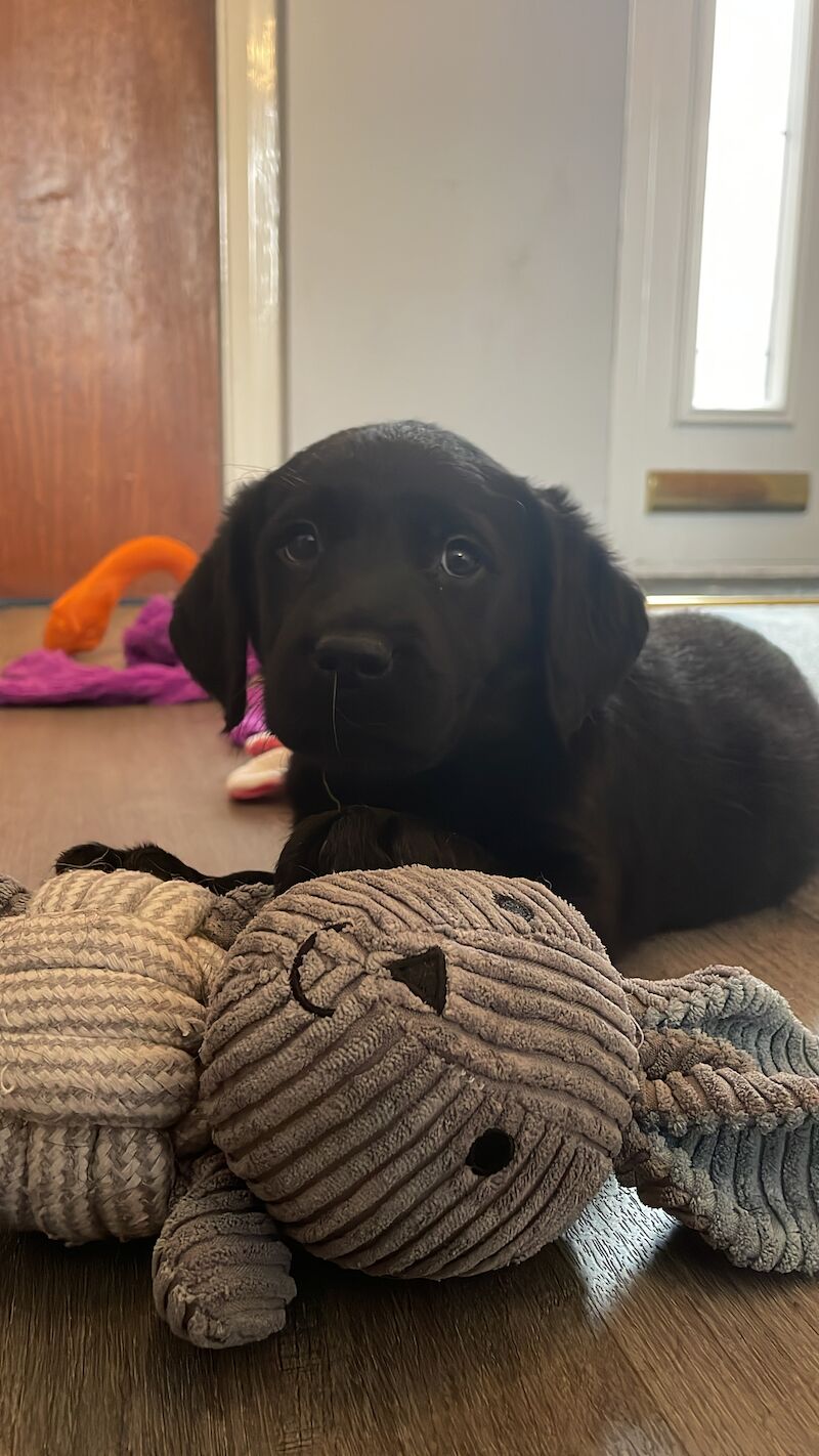 Extensively health tested Goldador puppies for sale in March, Cambridgeshire - Image 11