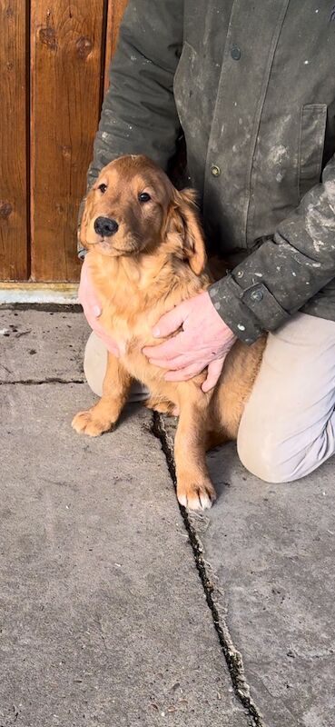 Extremely health tested litter for sale in Selby, North Yorkshire