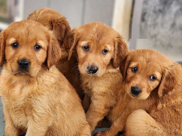 Eye Catching Golden Retriever puppies for sale in Sheffield, South Yorkshire - Image 1