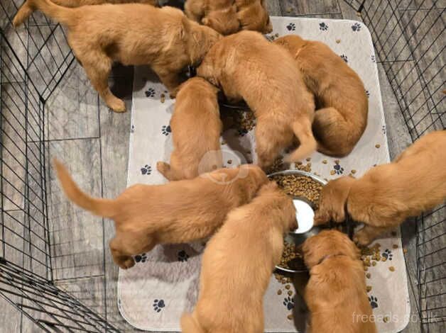 Eye Catching Golden Retriever puppies for sale in Sheffield, South Yorkshire - Image 2