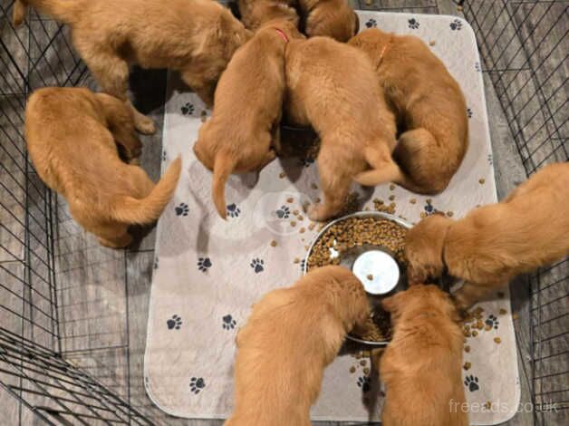 Eye Catching Golden Retriever puppies for sale in Sheffield, South Yorkshire - Image 3