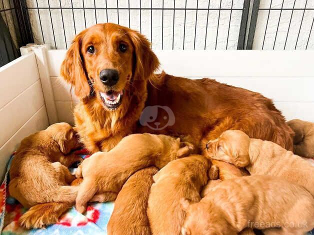 Eye Catching Golden Retriever puppies for sale in Sheffield, South Yorkshire - Image 4