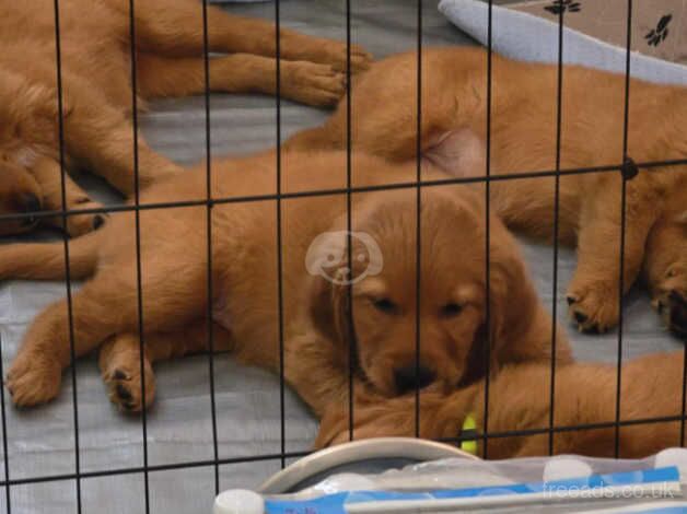 Eye Catching Golden Retriever puppies for sale in Sheffield, South Yorkshire - Image 5