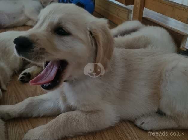 Fabulous Golder Retrivers Puppies for sale in Dover, Greater Manchester