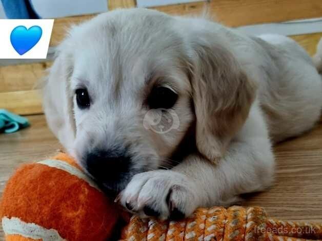 Fabulous Golder Retrivers Puppies for sale in Dover, Greater Manchester - Image 2