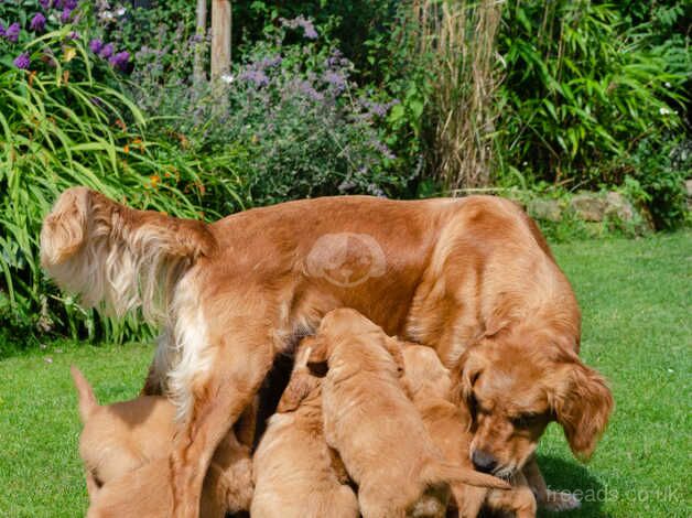 fallowfen Golden retriever puppies for sale in Worksop, Nottinghamshire - Image 1