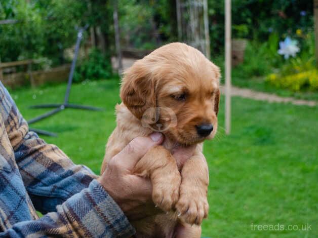 fallowfen Golden retriever puppies for sale in Worksop, Nottinghamshire - Image 2