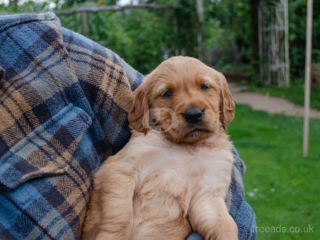 fallowfen Golden retriever puppies for sale in Worksop, Nottinghamshire - Image 3