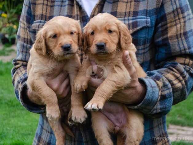 fallowfen Golden retriever puppies for sale in Worksop, Nottinghamshire - Image 4