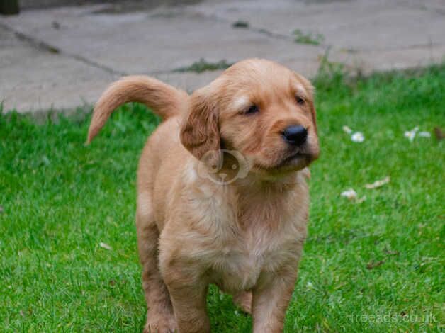 fallowfen Golden retriever puppies for sale in Worksop, Nottinghamshire - Image 5