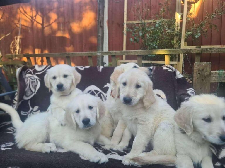 Fantastic Golden Retriever puppies, ready to find loving homes! for sale in Gorton, Greater Manchester