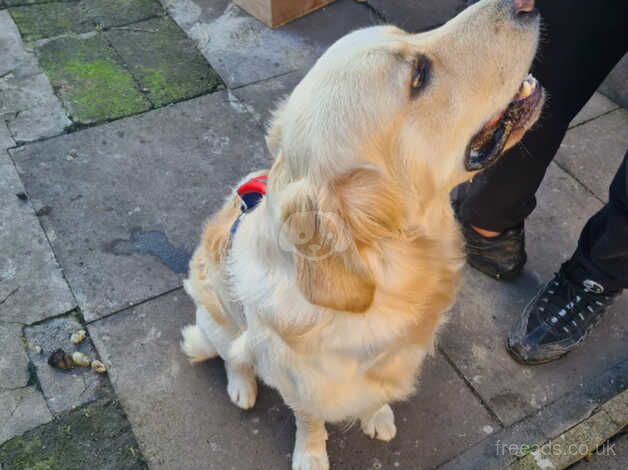 Female and male kc reg golden retriever for sale in Ibstock, Leicestershire - Image 2