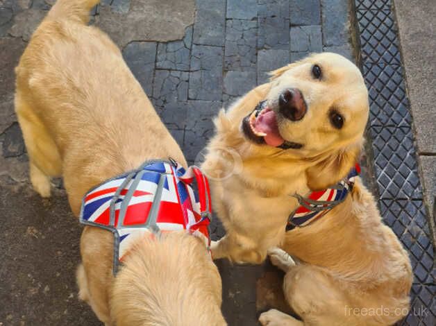 Golden Retriever Puppies for sale